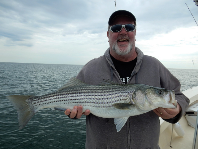 Plum Island striper caught by Rob Henderson